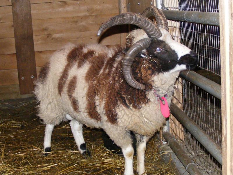 Jacob sheep ram 4 horned Lucky