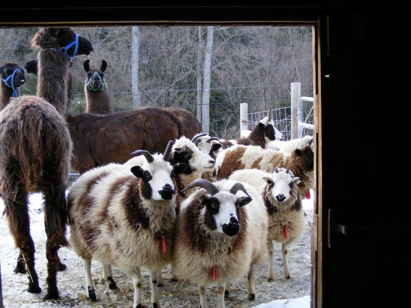 Jacob sheep ewes in the snow