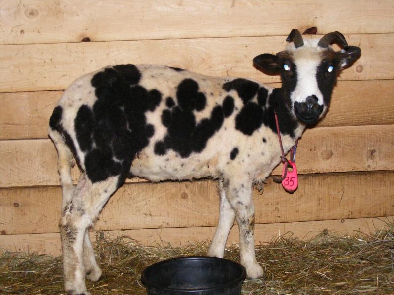 Jacob sheep ewe Mary