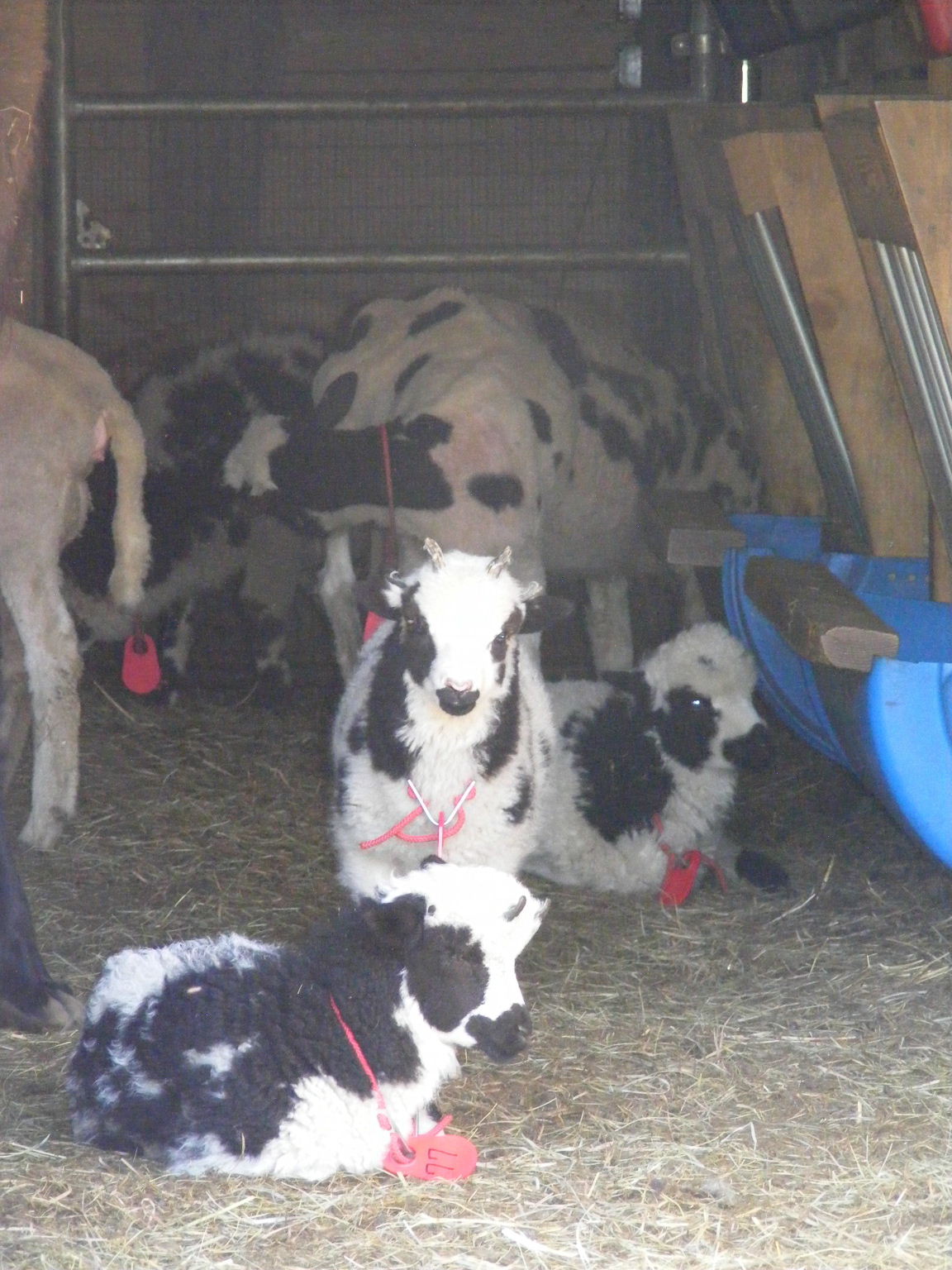 jacob lambs