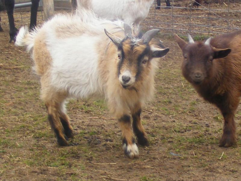 African Pygmy x Nigerian Dwarf goat buckskin & white Sundance