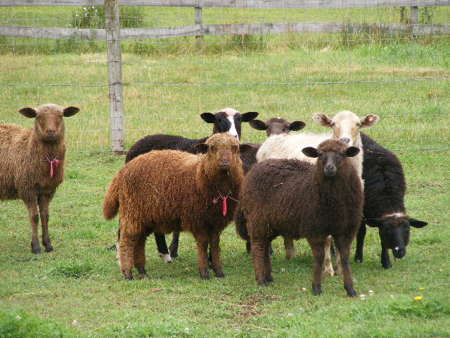 attentive sheep