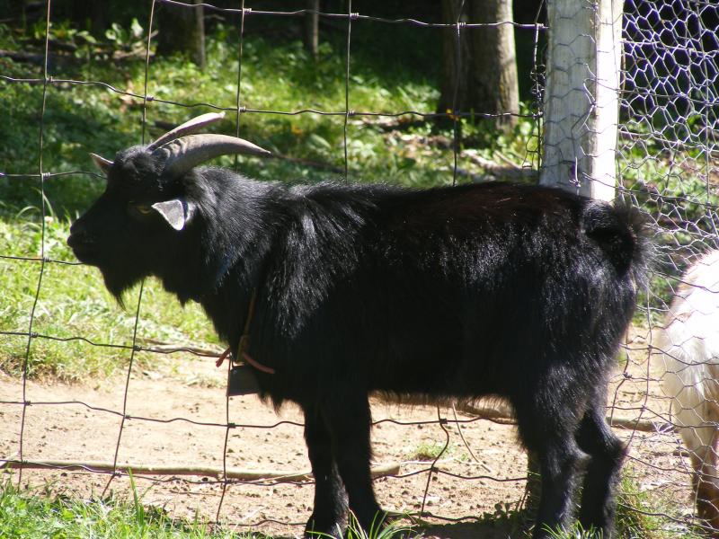 Nigerian Dwarf x African pygmy goat black clyde