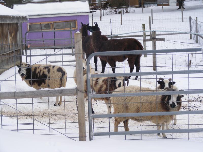 Jacob Sheep enjoying the winter in 2010