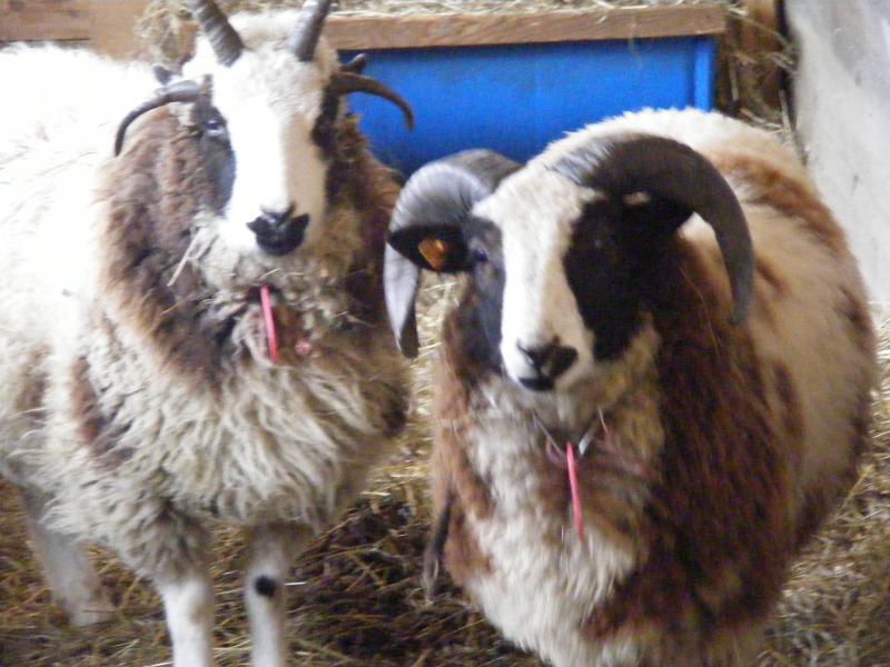 Jacob Sheep males  Nehemiah and Panterra