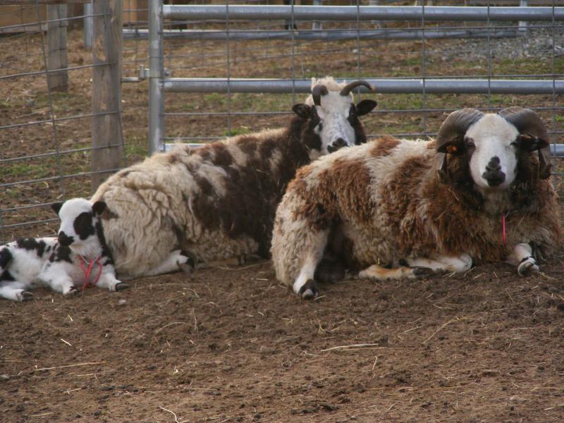 Jacob Sheep family