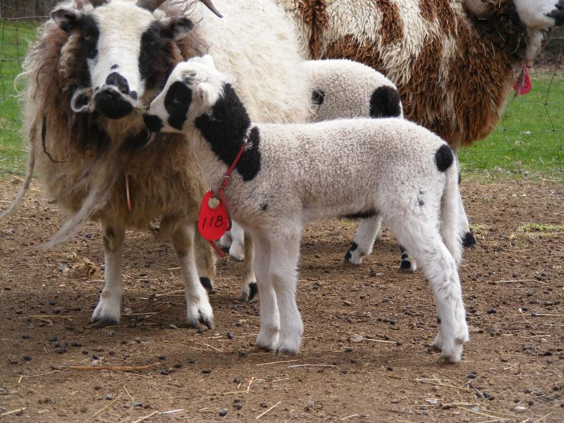 Jacob sheep ram lamb 2 horned Noah