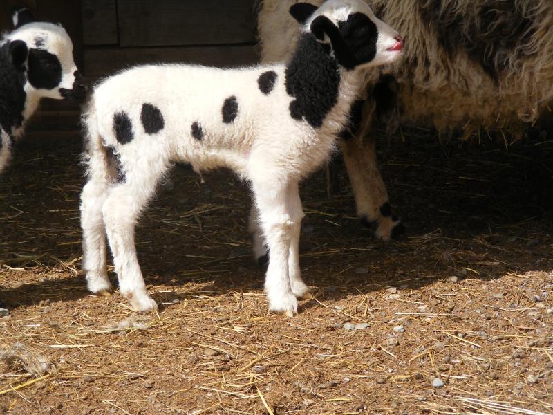 Jacob sheep ram lamb Rueben