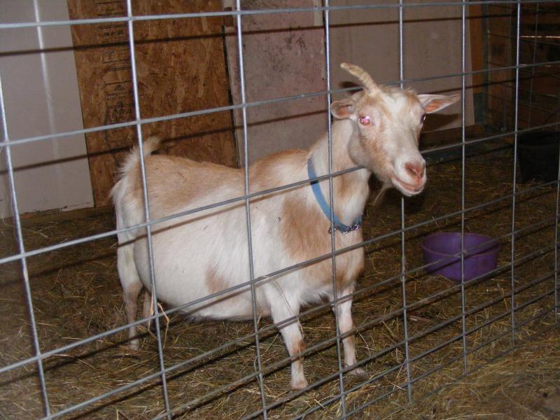 Nigerian Dwarf goat doe white&gold bambi