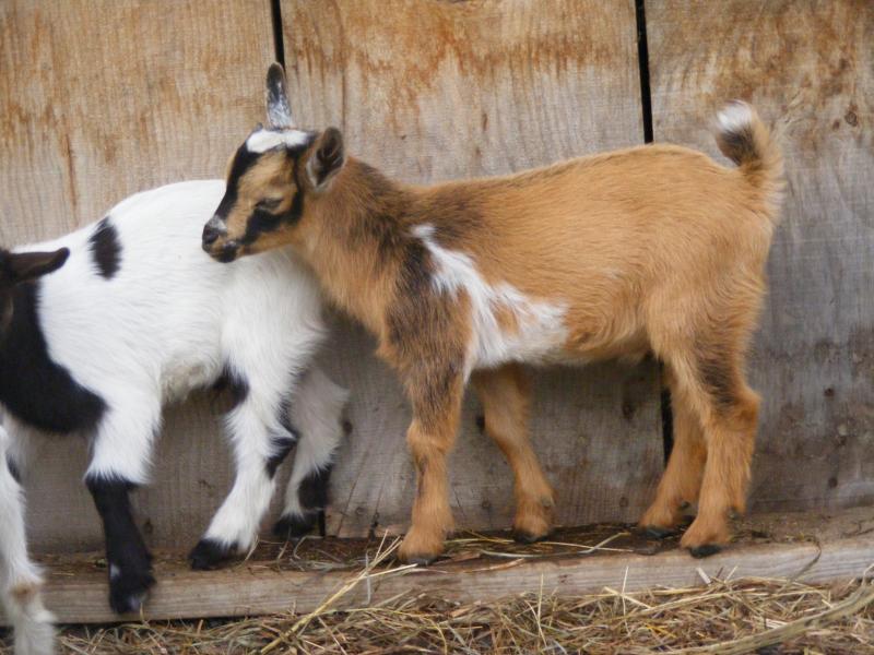 Registered Nigerian dwarf goat buckskin/random white Max