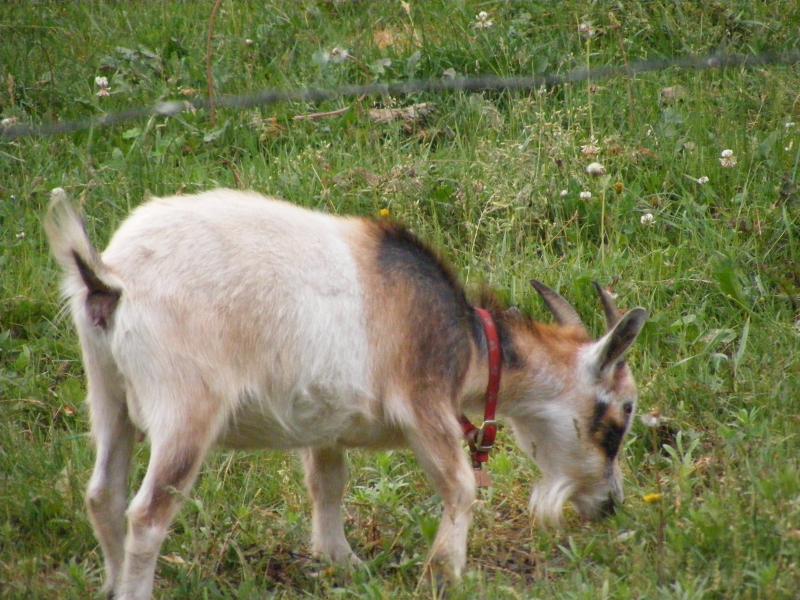Pygmy goat buckskin and white Patches