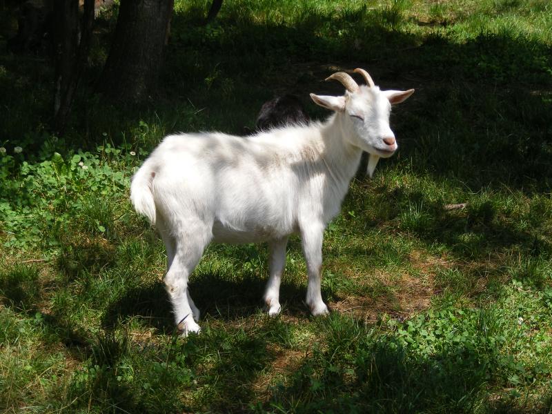 African Pygmy x Nigerian Dwarf goat white Thumbelina