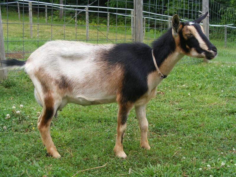 Nigerian dwarf goat doe in lactation