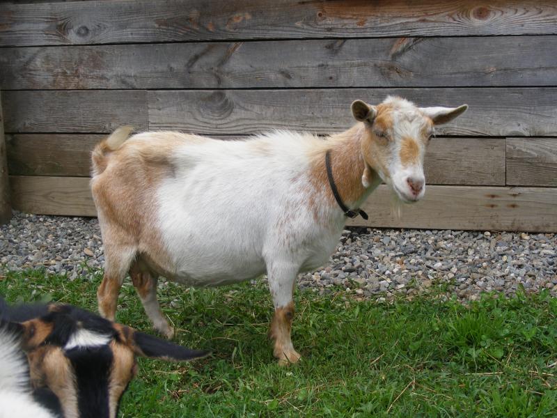 Pygmy goat red(gold) and white  Nippy