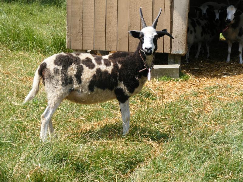 Jacob sheep ewe 4 horned 60% black Maggie