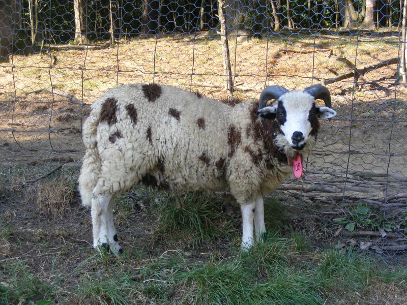 Jacob sheep ram lamb 2 horned Bart
