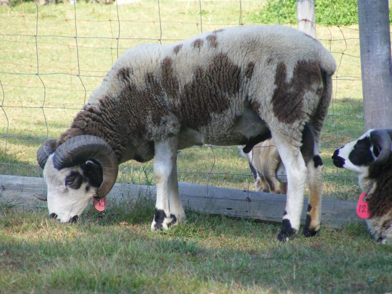 Jacob sheep ram 2 horned 35% black Pepito
