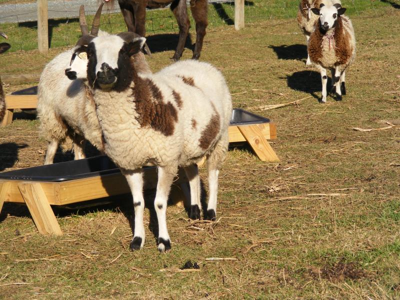 Jacob sheep ewe 2 horned 30% black Lia