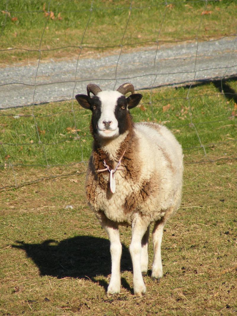 Jacob sheep ewe 2 horned 15% black Debbie
