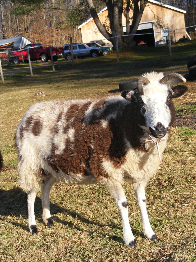 Jacob sheep 4 horned ewe 40% black Naomi