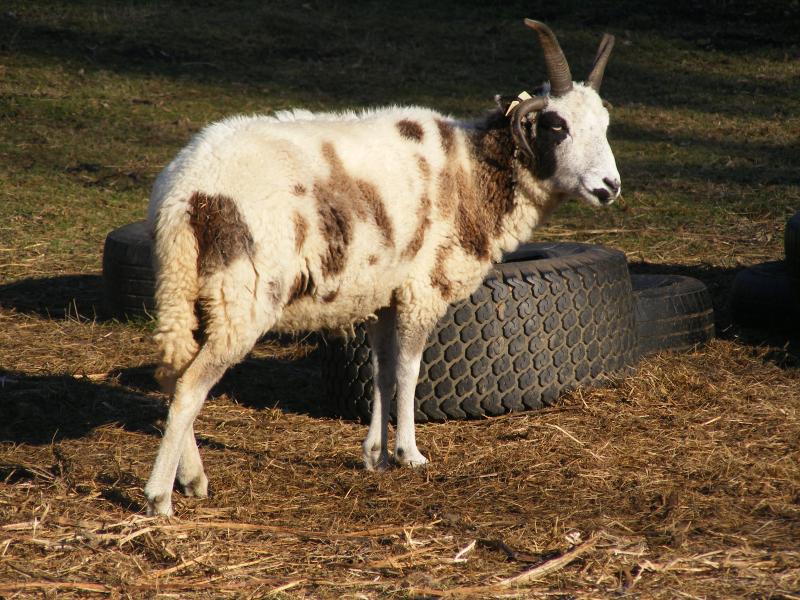 Jacob sheep ewe 4 horned 40% black Nora