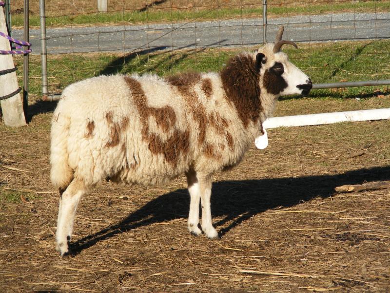 Jacob sheep ewe 4 horned 40% black Sarah