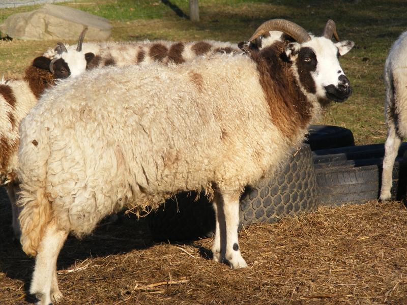 Jacob sheep ewe 2 horned 15% black Rebecca