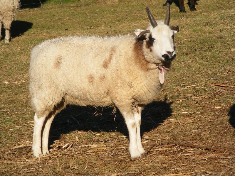 Jacob sheep ewe 4 horned 15% black Joanna