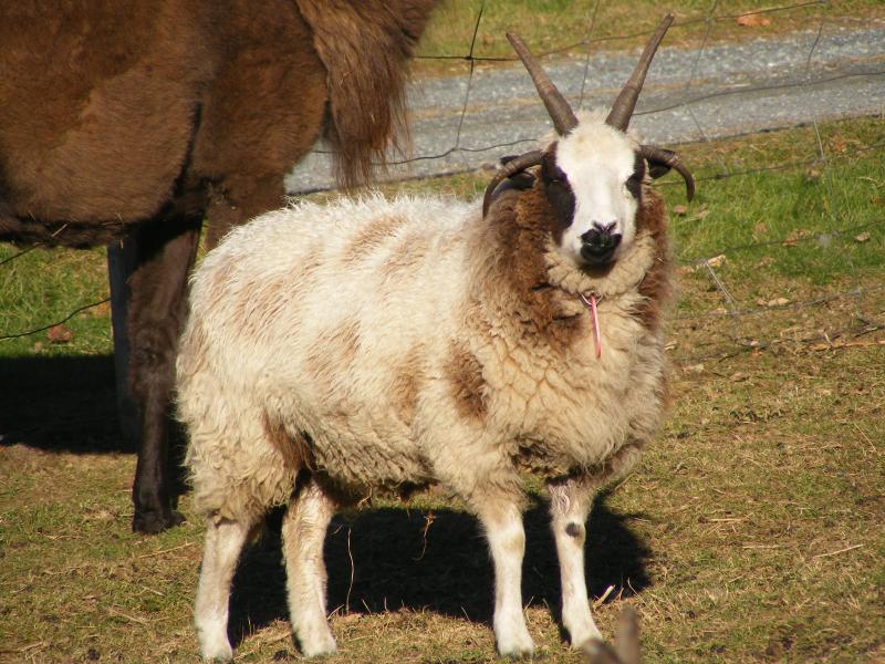 Jacob sheep wether 4 horned Nehemiah