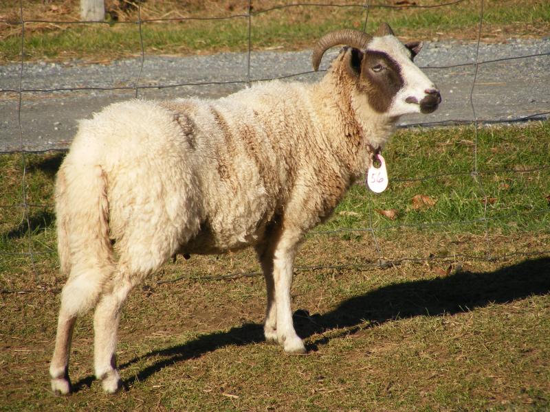 Jacob sheep ewe 2 horned 30% lilac Bethany