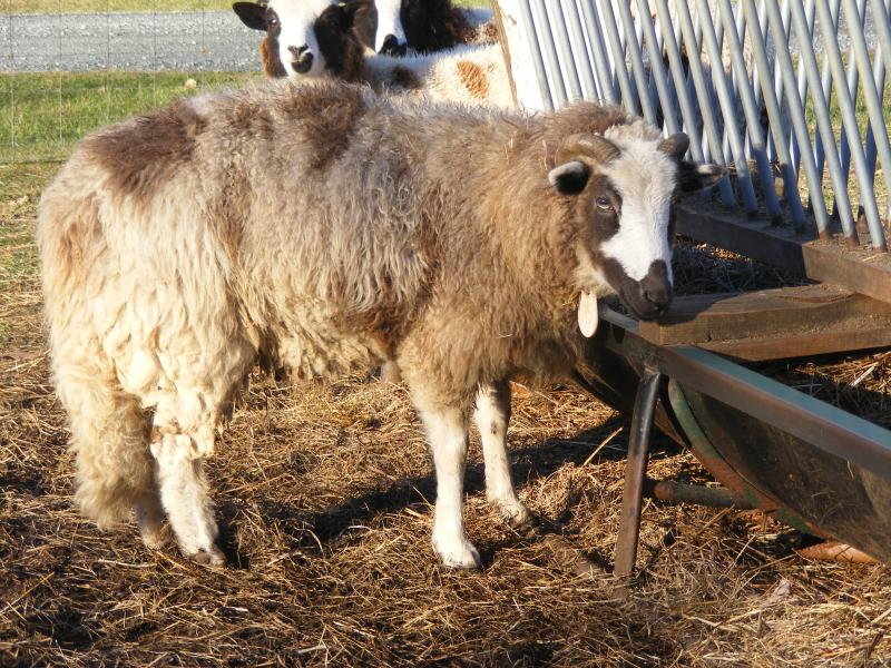 Jacob sheep wether 2 horned Joel