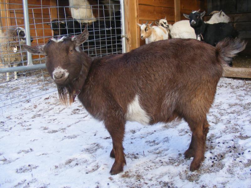 Registered Nigerian Dwarf goat brown belted, frosted Munkee