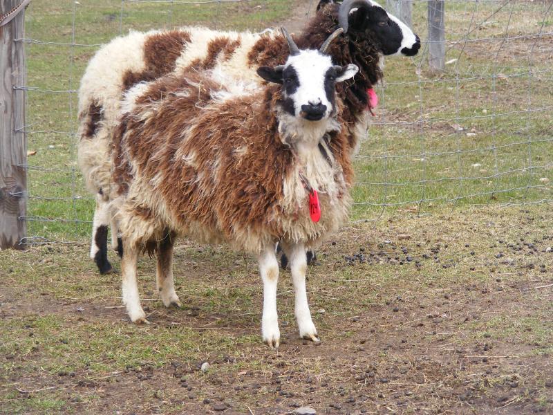 Jacob sheep ewe 4 horned 50% black Dora
