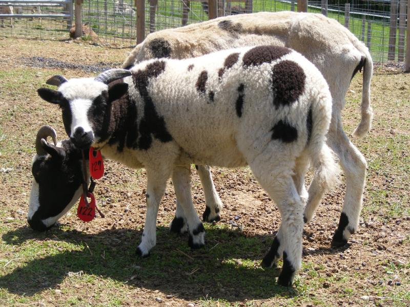 Jacob sheep ewe lamb 2 horned 20% black Kielah