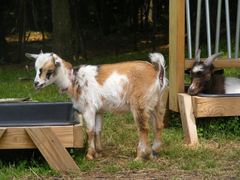Registered Nigerian dwarf goat chamoisee  Maxine