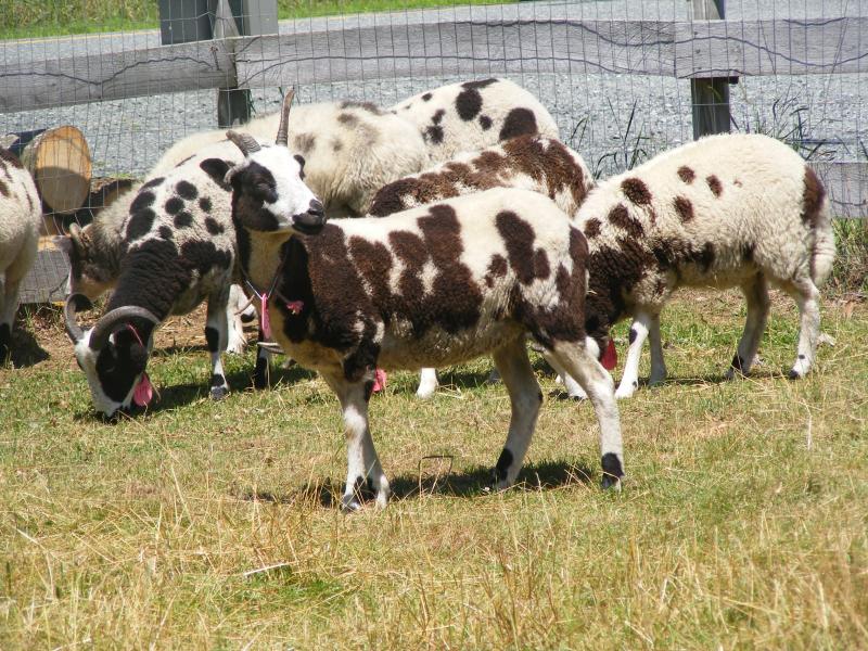 Jacob sheep ewe 5 horned 40% black Jamisen