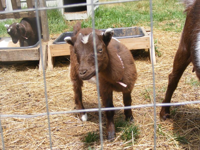 Registerd Nigerian dwarf goat brown,frosted,belted CeCe