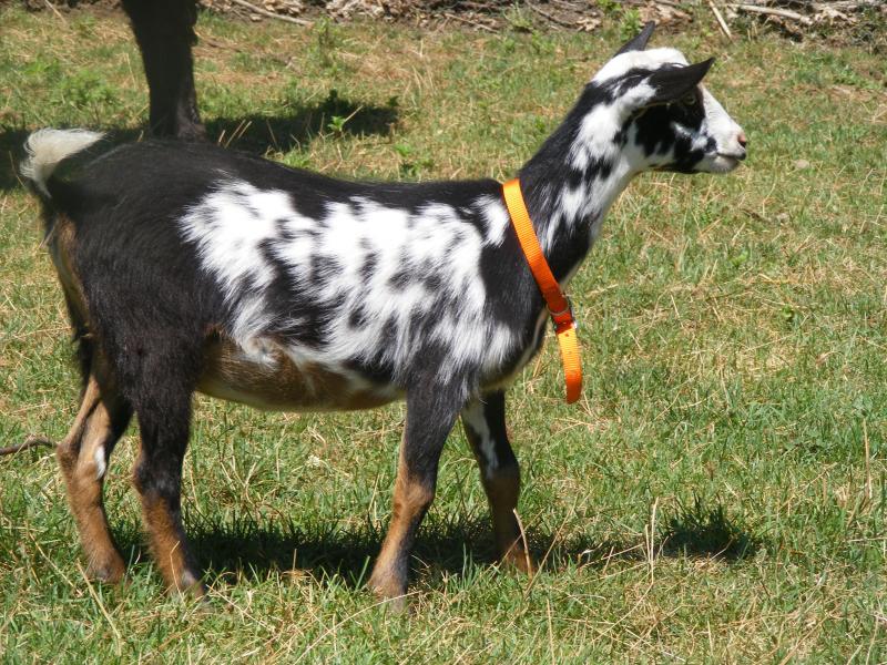 Nigerian dwarf goat black&tan/random white Gem