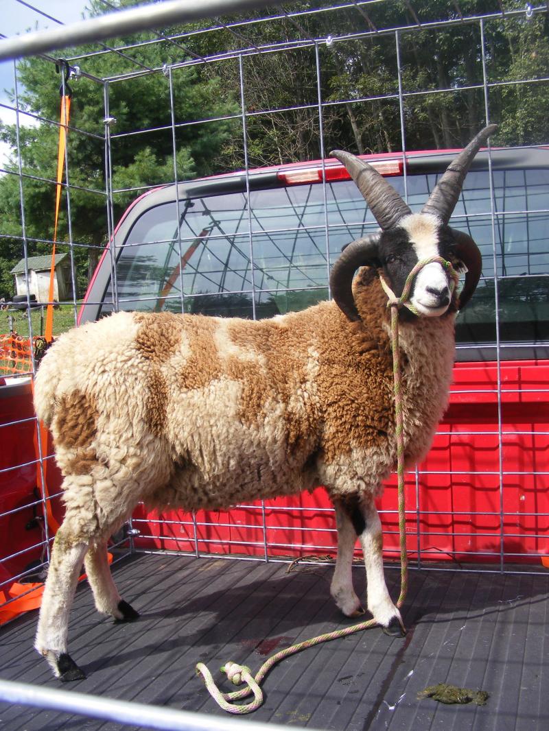 Jacob sheep ram 4 horned 30% black Mel
