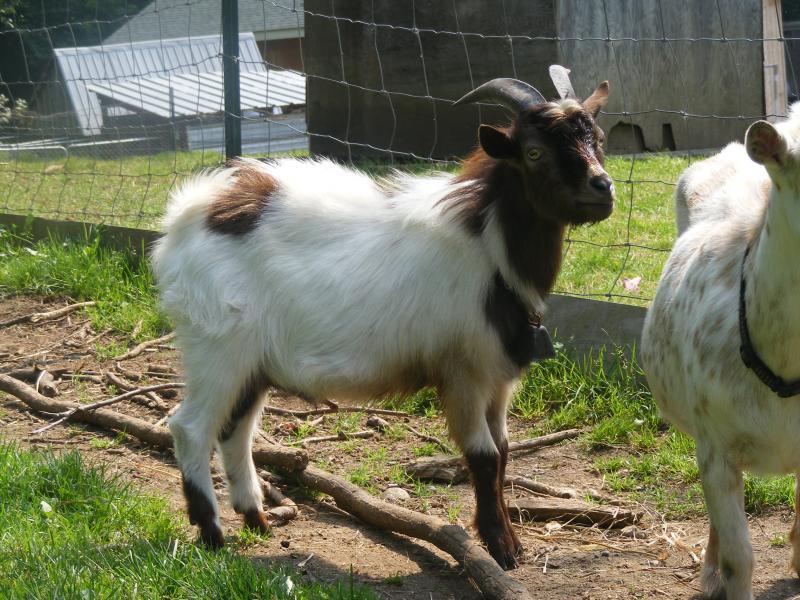 Registered Nigerian Dwarf goat buck schwartzhal Howie