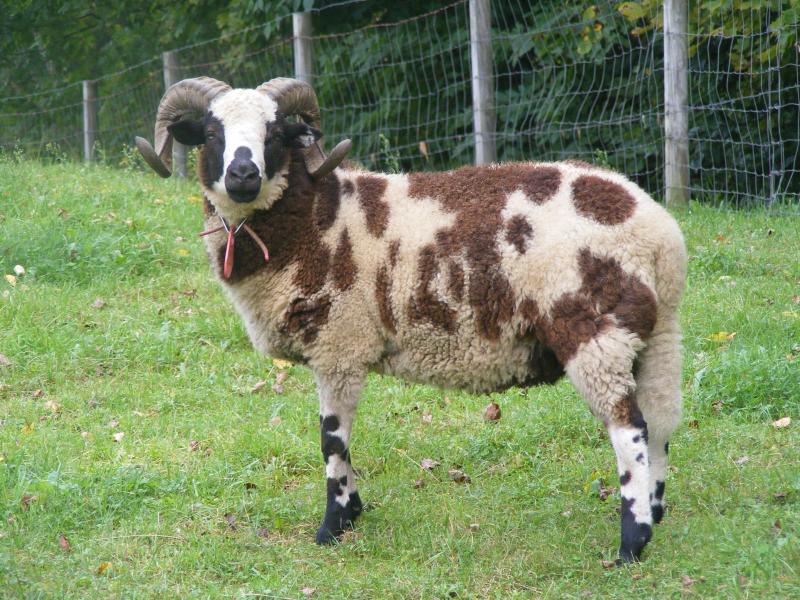 Jacob sheep ram 2 horned 50% black Benjamin