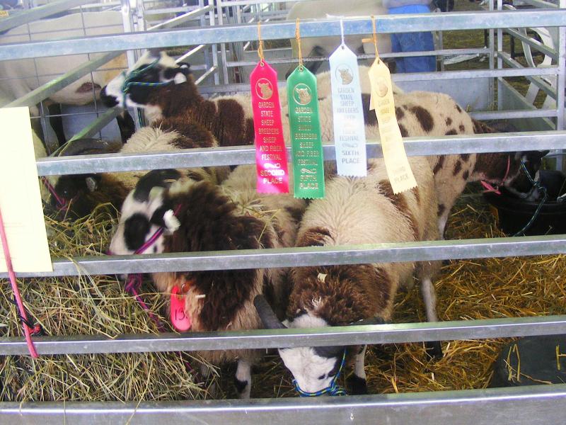 Jacob sheep at Garden State Sheep Breeders Festival 2011
