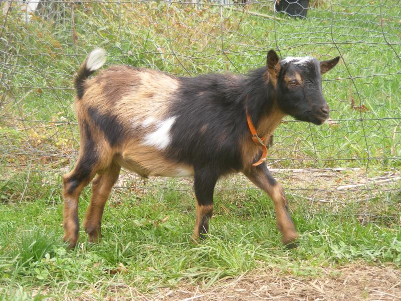 Registered Nigerian Dwarf goat buck buckskin/moonspots MoonBeam