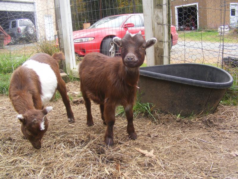 Nigerian dwarf goat brown/frosted eve