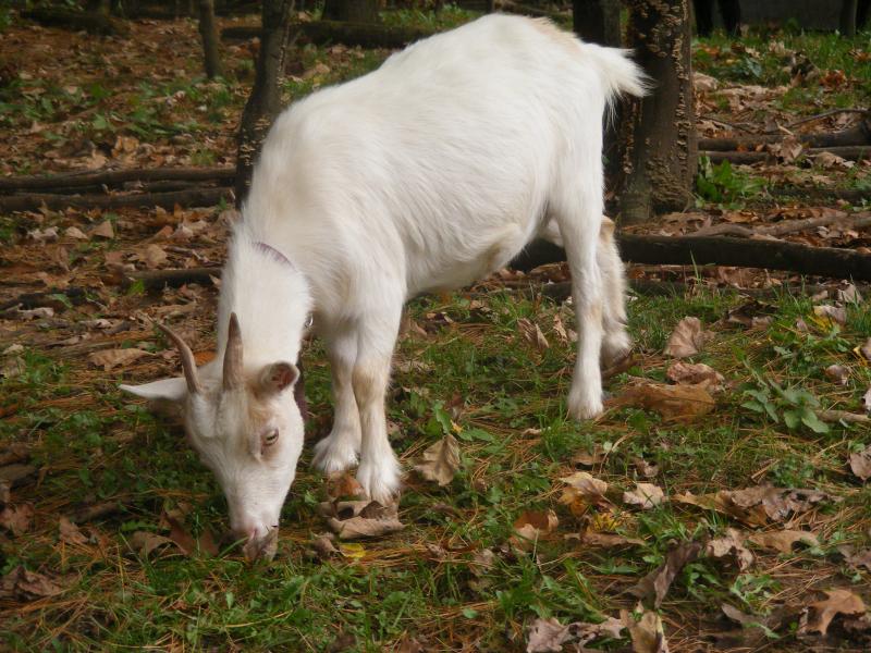 Registered Nigerian dwarf goat white/random gold Thumper