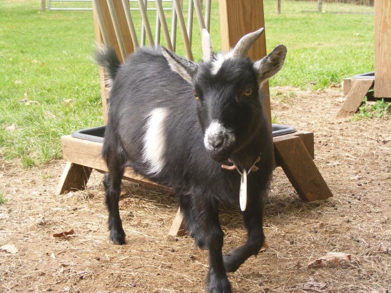 Nigerian dwarf/ pygmy cross doe black, frosted, belted Ballerina