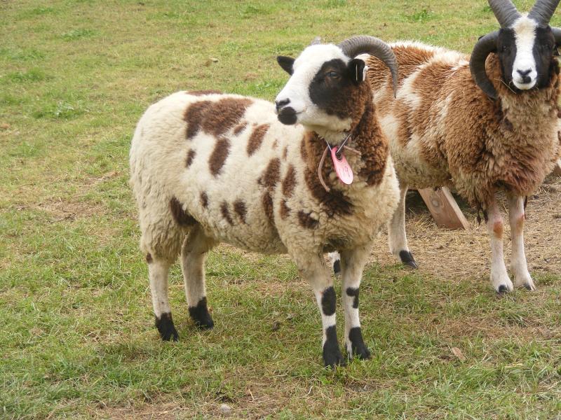 Jacob sheep ewe 2 horned 20% black Elizabeth