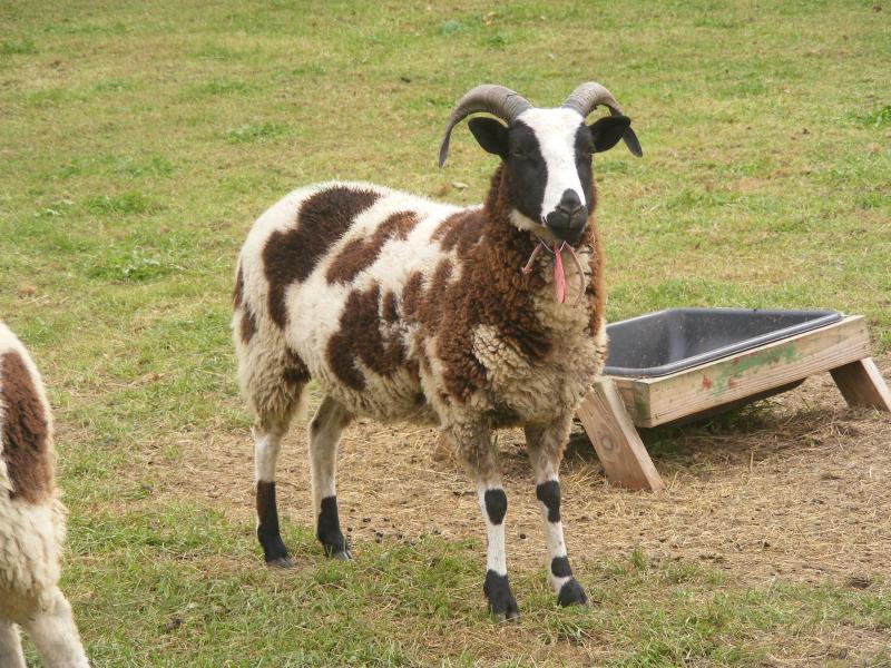 Jacob sheep ewe 2 horned Abigail