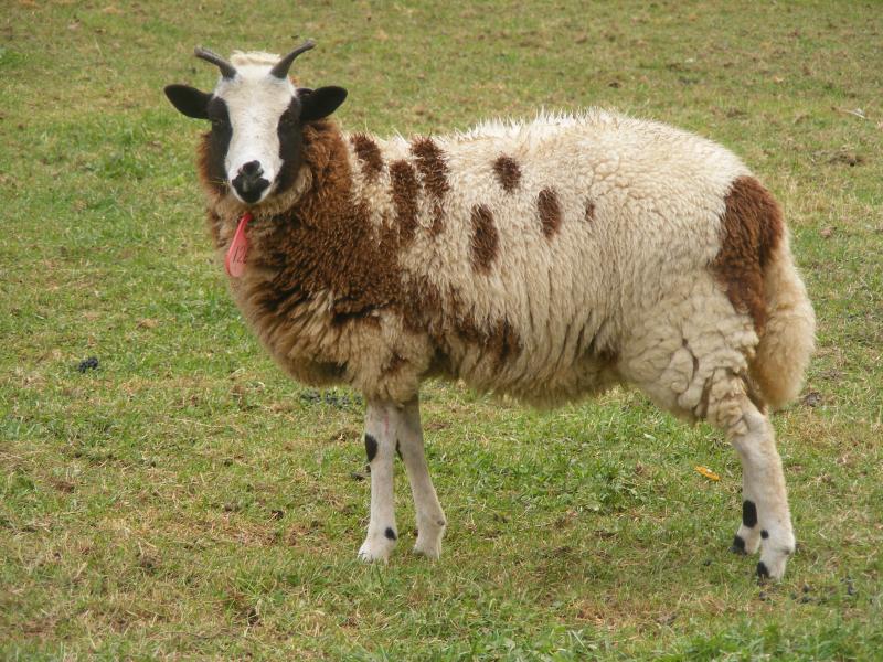 Jacob sheep ewe lamb 20% black 4 horned Lily