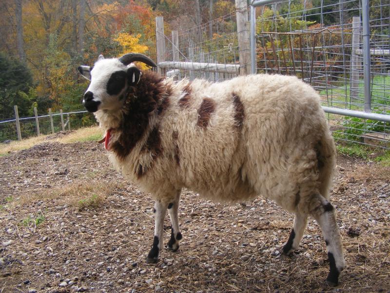 Jacob sheep ewe 2 horned 15% black Hope